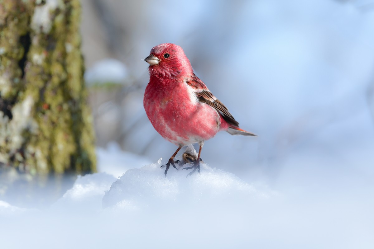 Pallas's Rosefinch - ML616542230