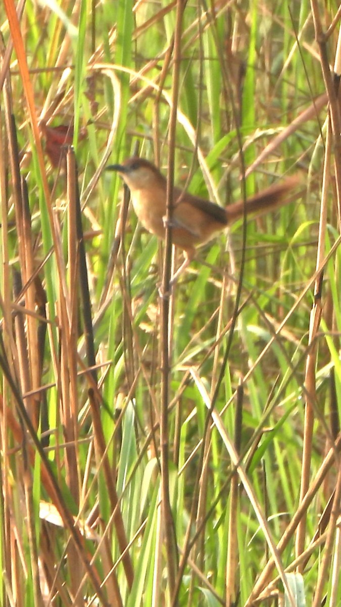 Slender-billed Babbler - Girish Chhatpar