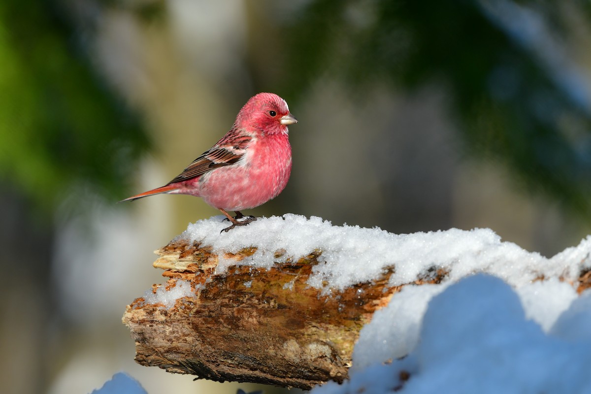 Pallas's Rosefinch - Koji  Tagi