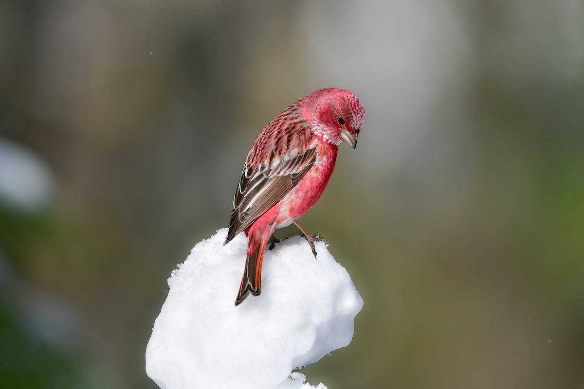 Pallas's Rosefinch - ML616542267