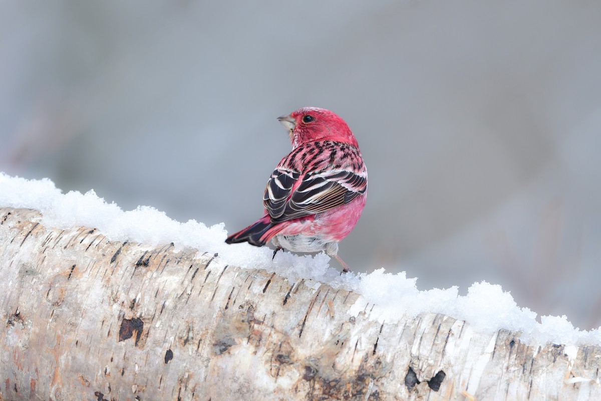 Pallas's Rosefinch - ML616542282