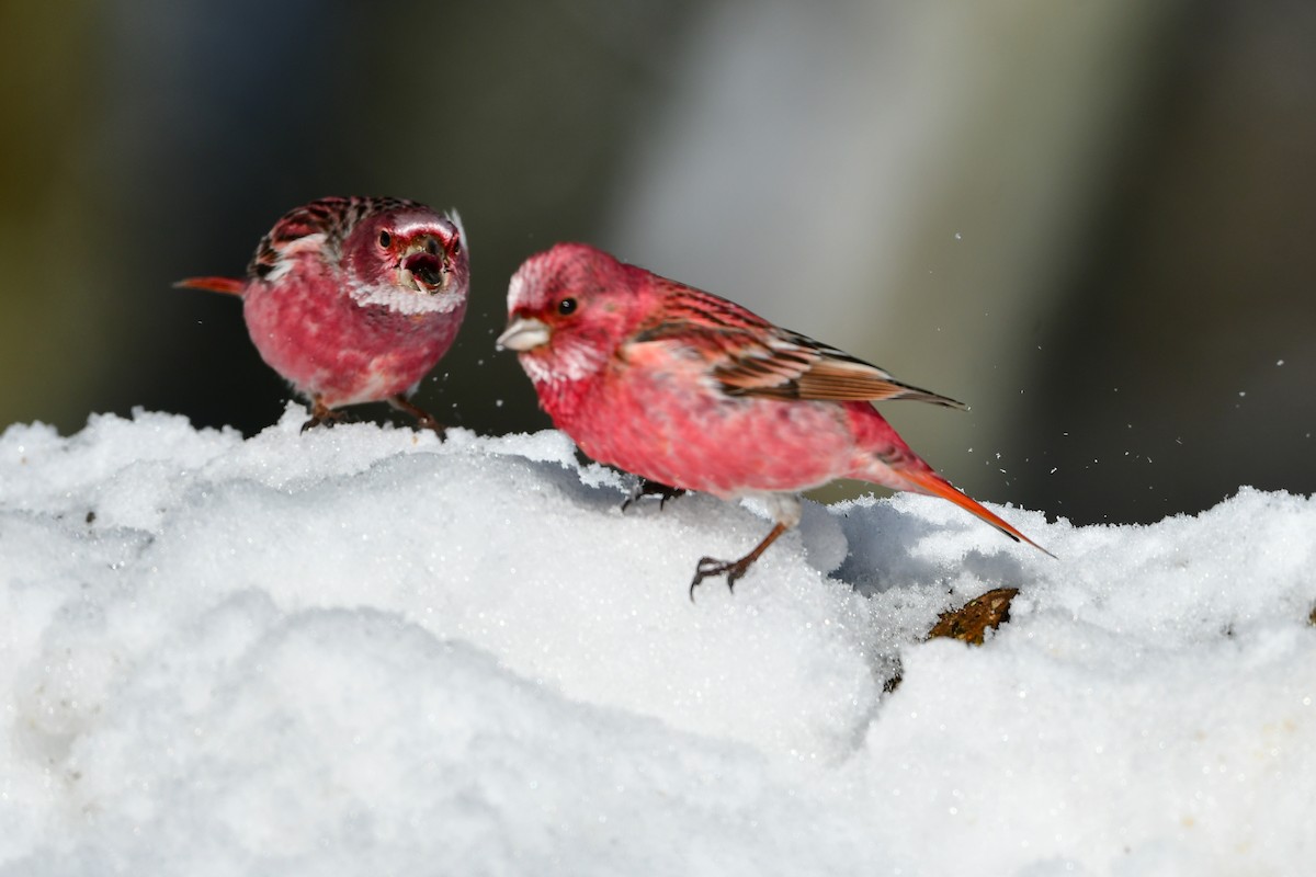 Pallas's Rosefinch - ML616542288