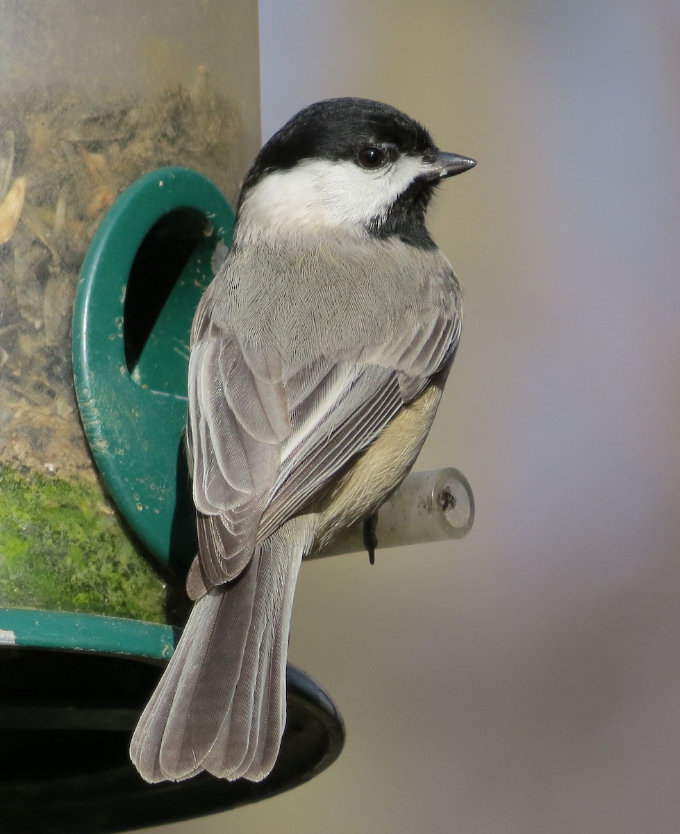 Carolina Chickadee - ML61654231