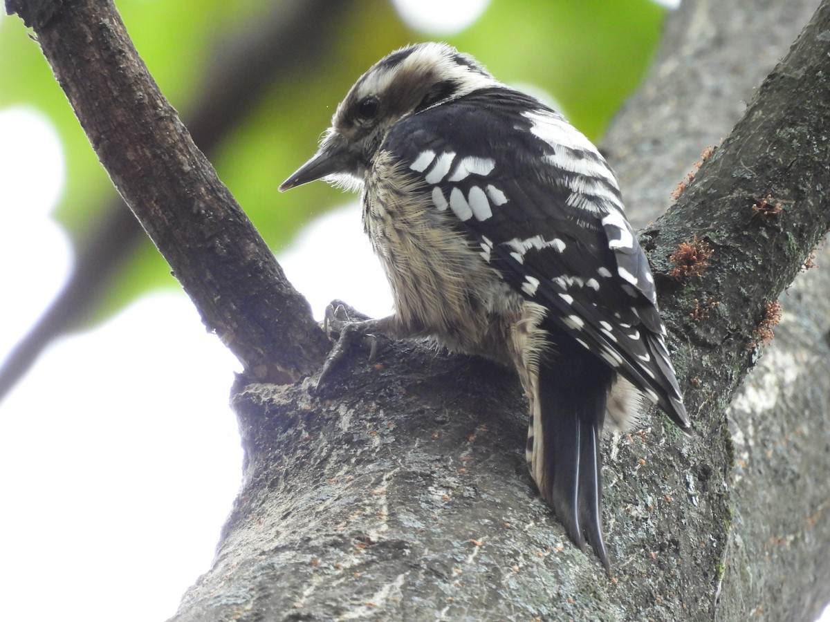 Gray-capped Pygmy Woodpecker - ML616542310