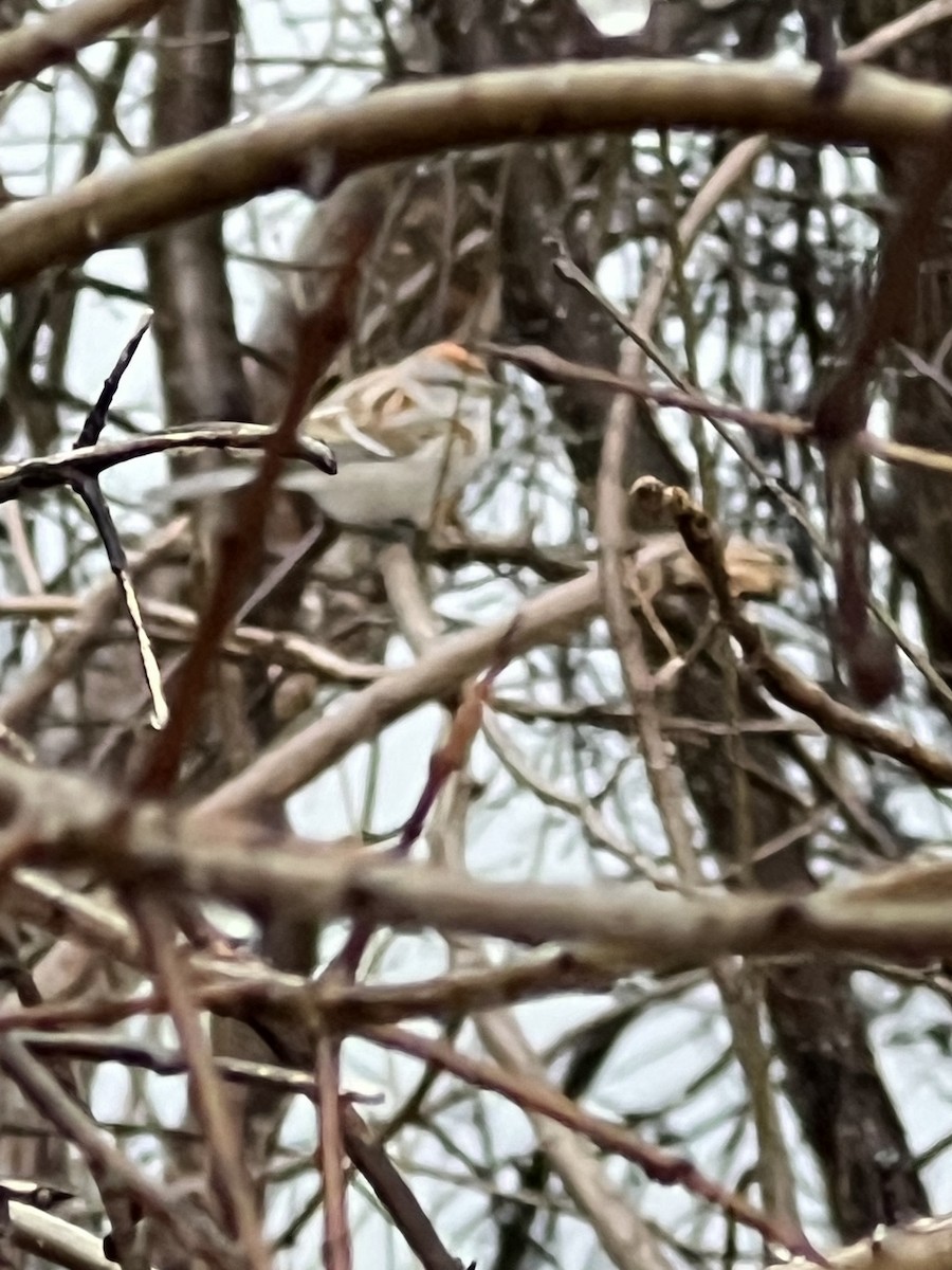 American Tree Sparrow - ML616542322
