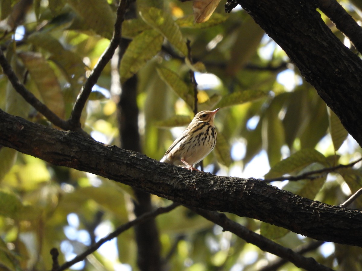 Olive-backed Pipit - ML616542347