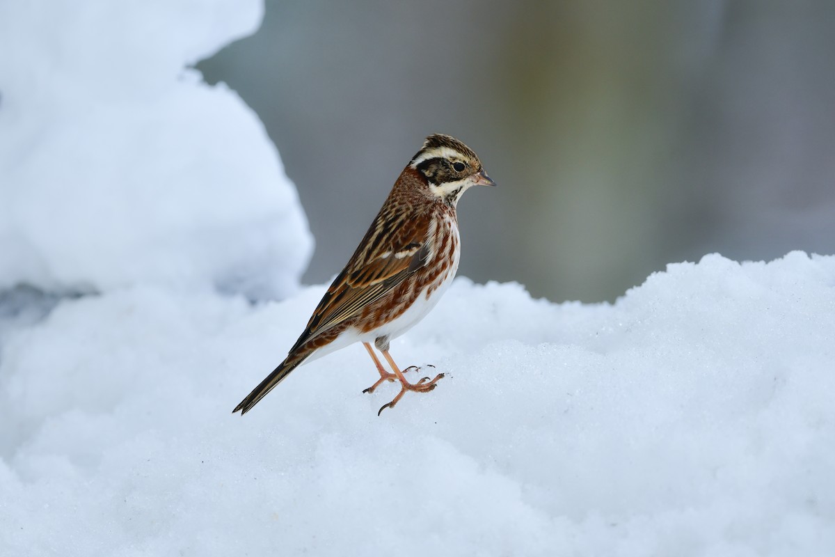 Rustic Bunting - ML616542384