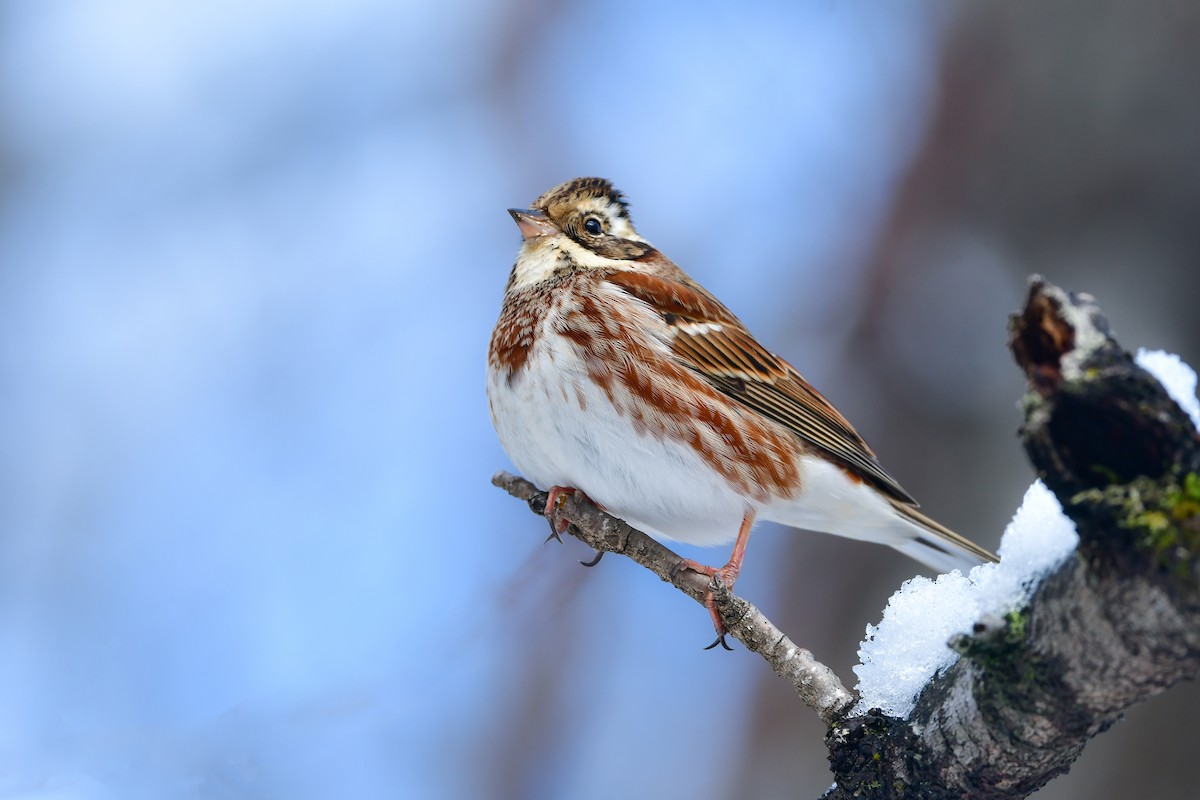 Rustic Bunting - Koji  Tagi