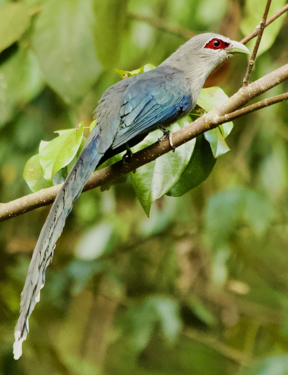 Green-billed Malkoha - ML616542432