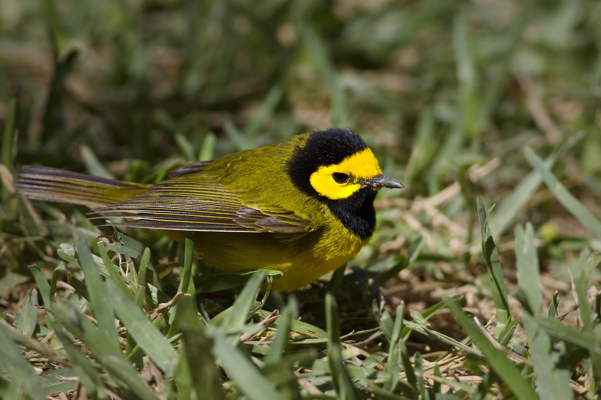 Hooded Warbler - ML616542453