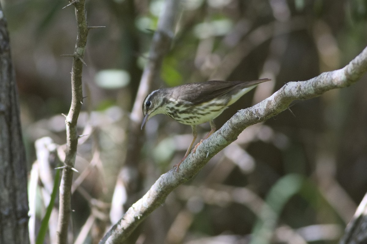 Louisiana Waterthrush - ML616542465