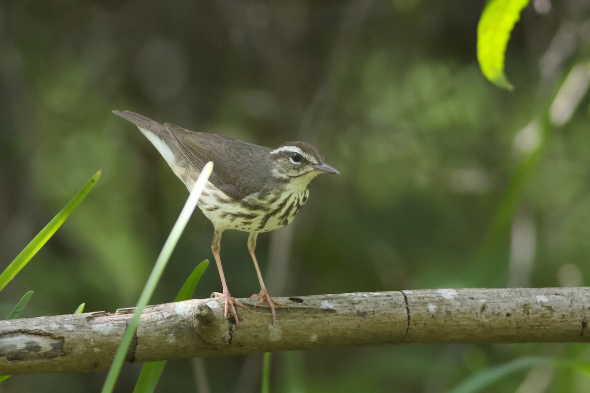 Louisiana Waterthrush - ML616542503