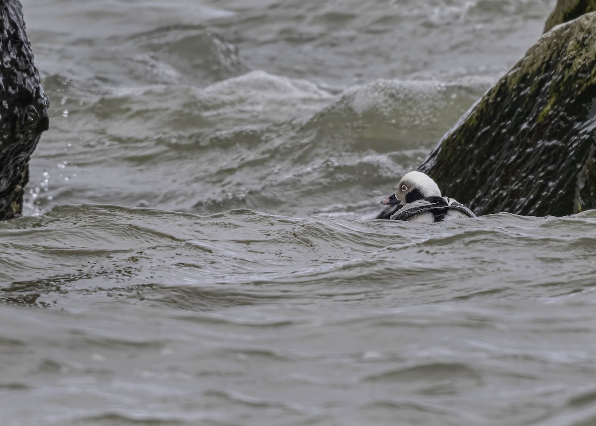 Long-tailed Duck - ML616542600