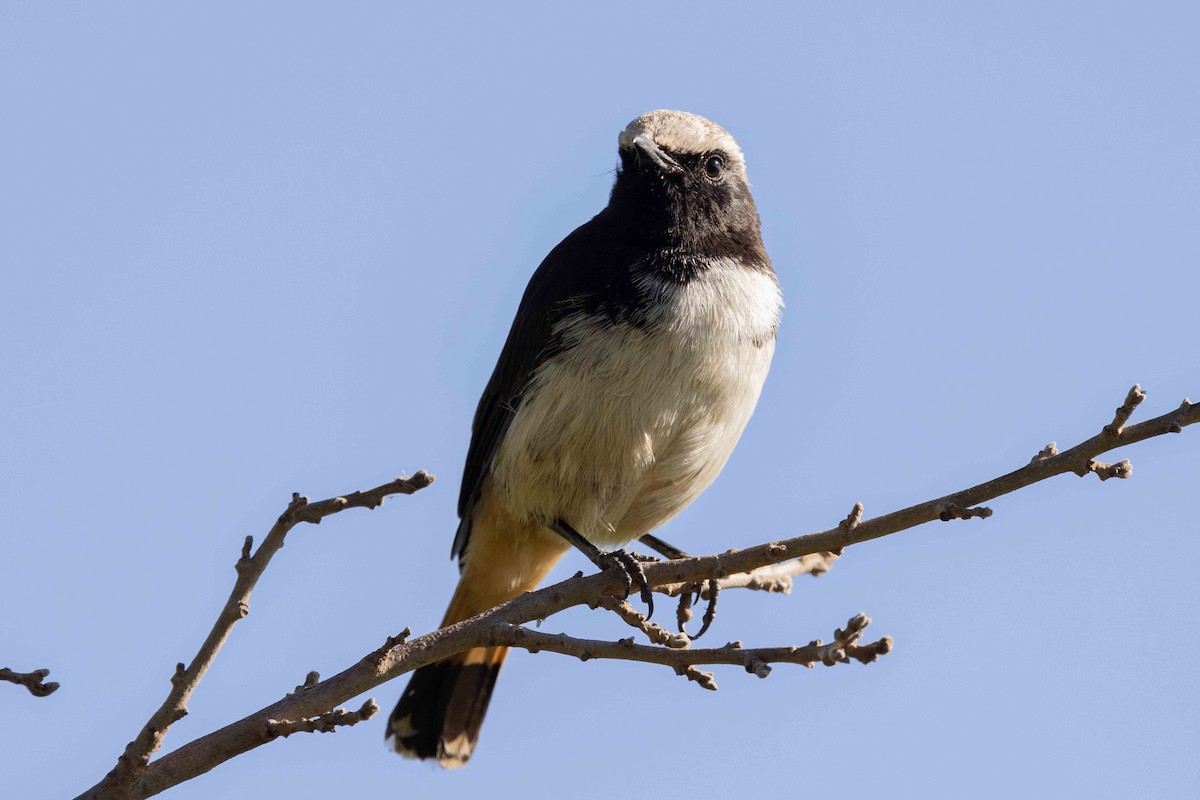 Abyssinian Wheatear - ML616542603