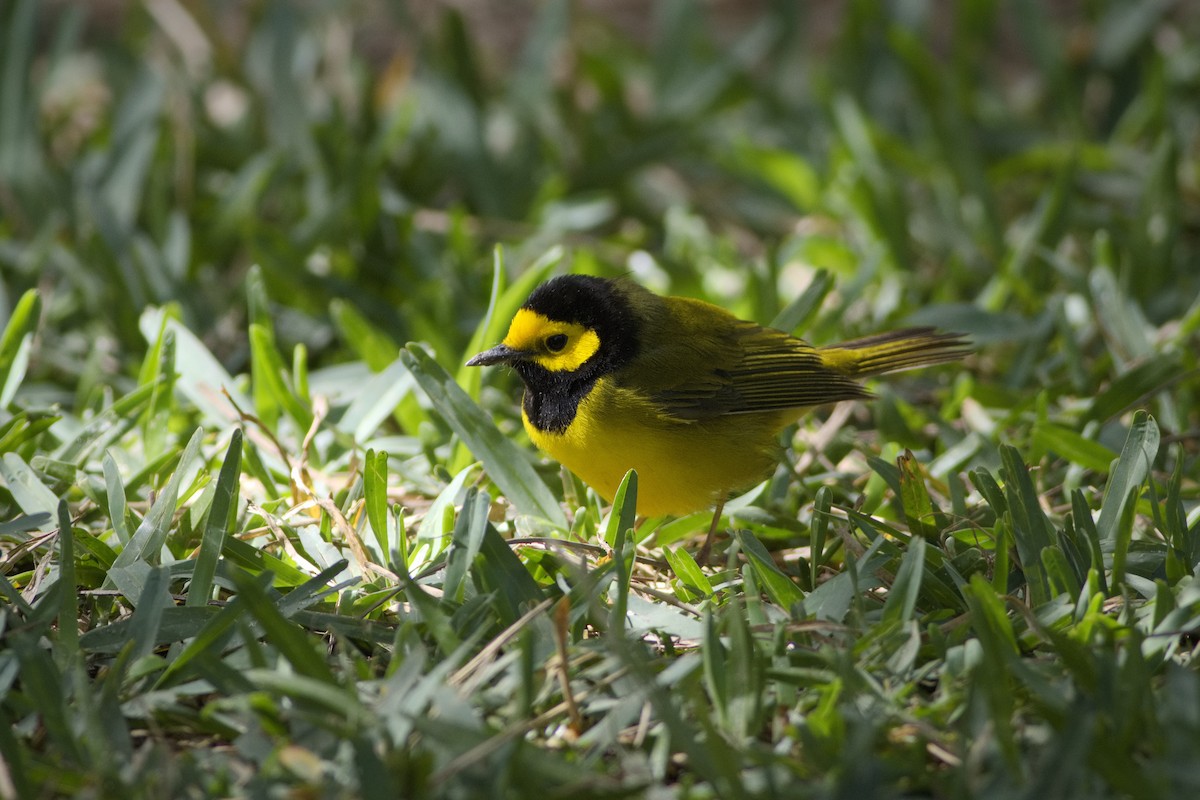 Hooded Warbler - Gaelen Schnare