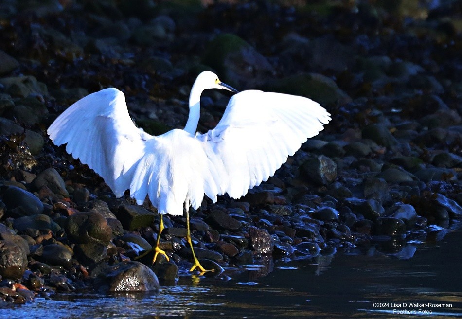 Snowy Egret - ML616542632