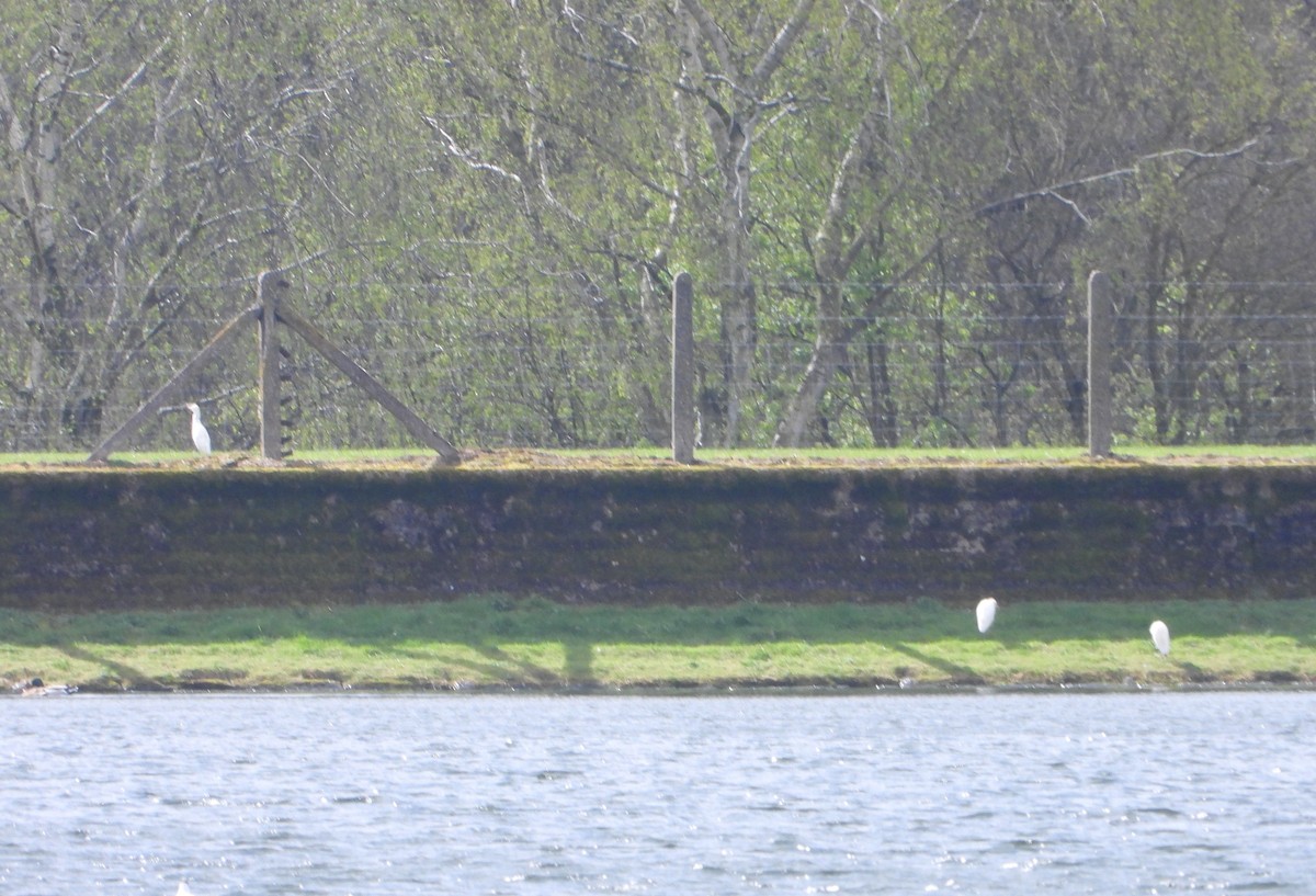 Western Cattle Egret - ML616542636