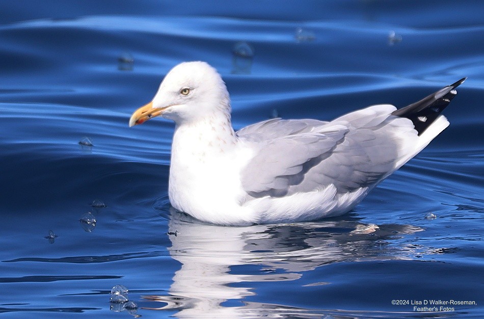 Herring Gull (American) - ML616542654