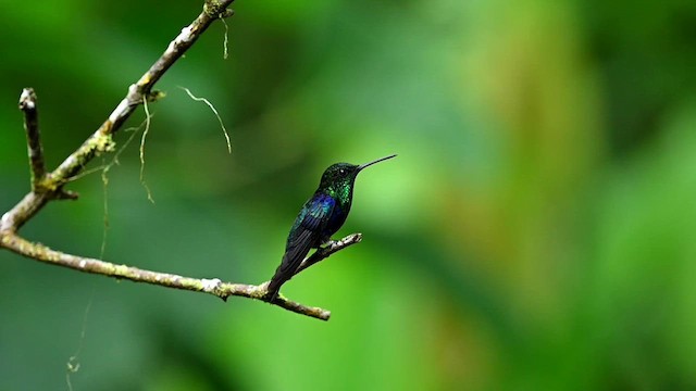 Crowned Woodnymph (Green-crowned) - ML616542666