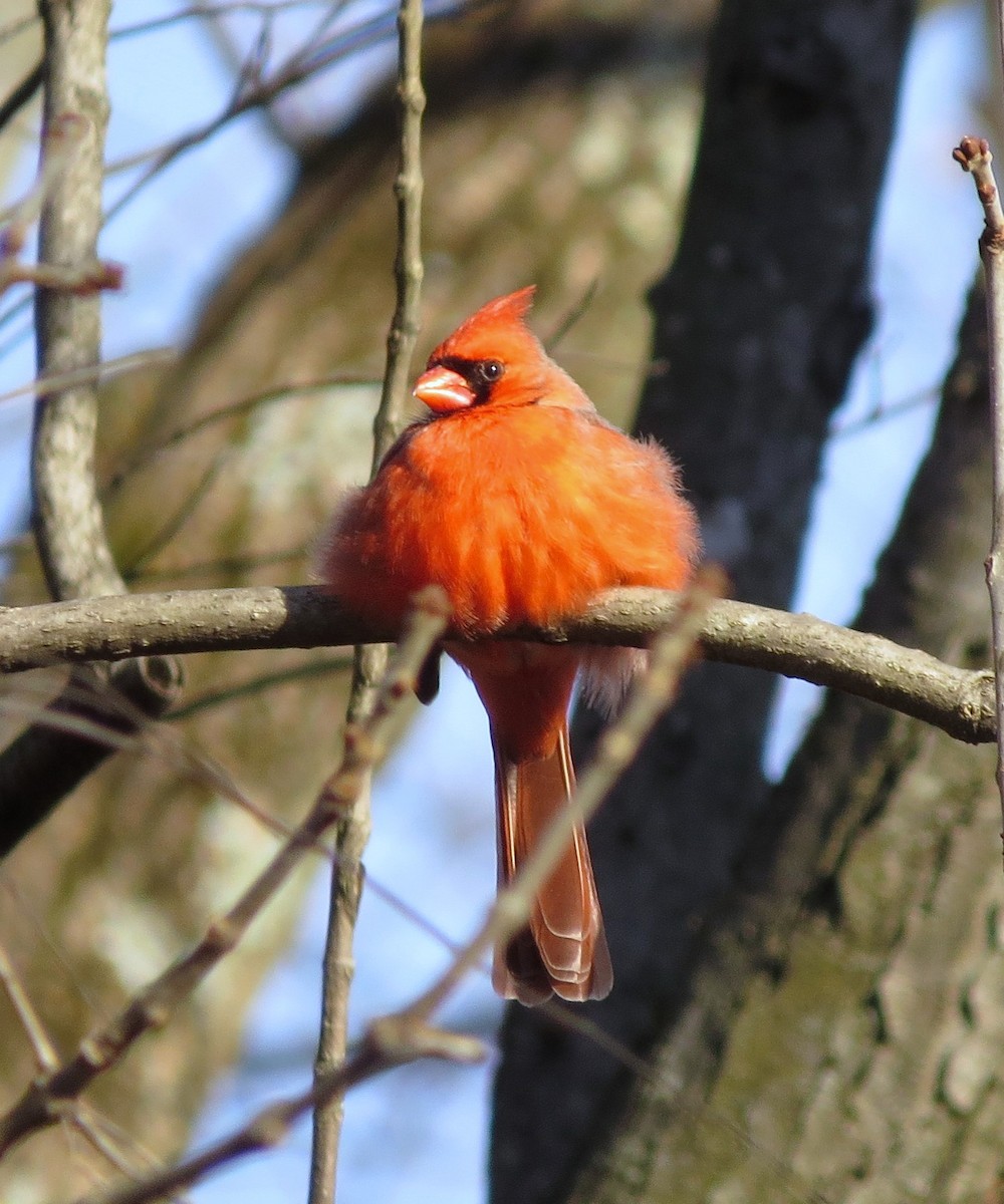 Northern Cardinal - ML61654271