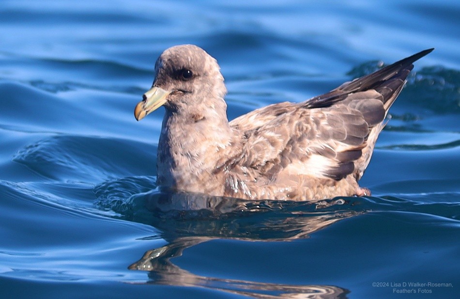 Fulmar boréal - ML616542734