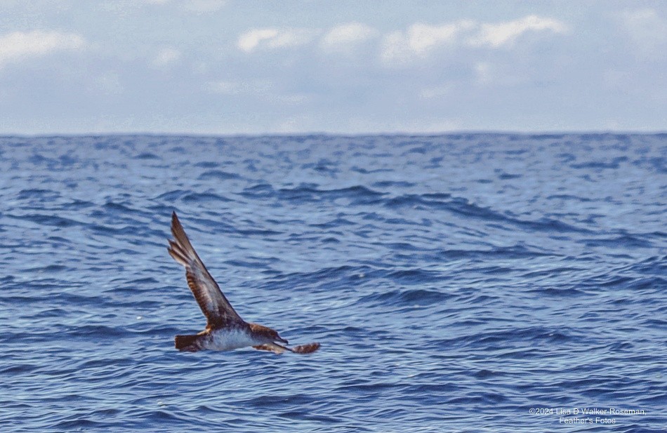 Pink-footed Shearwater - Lisa Walker-Roseman