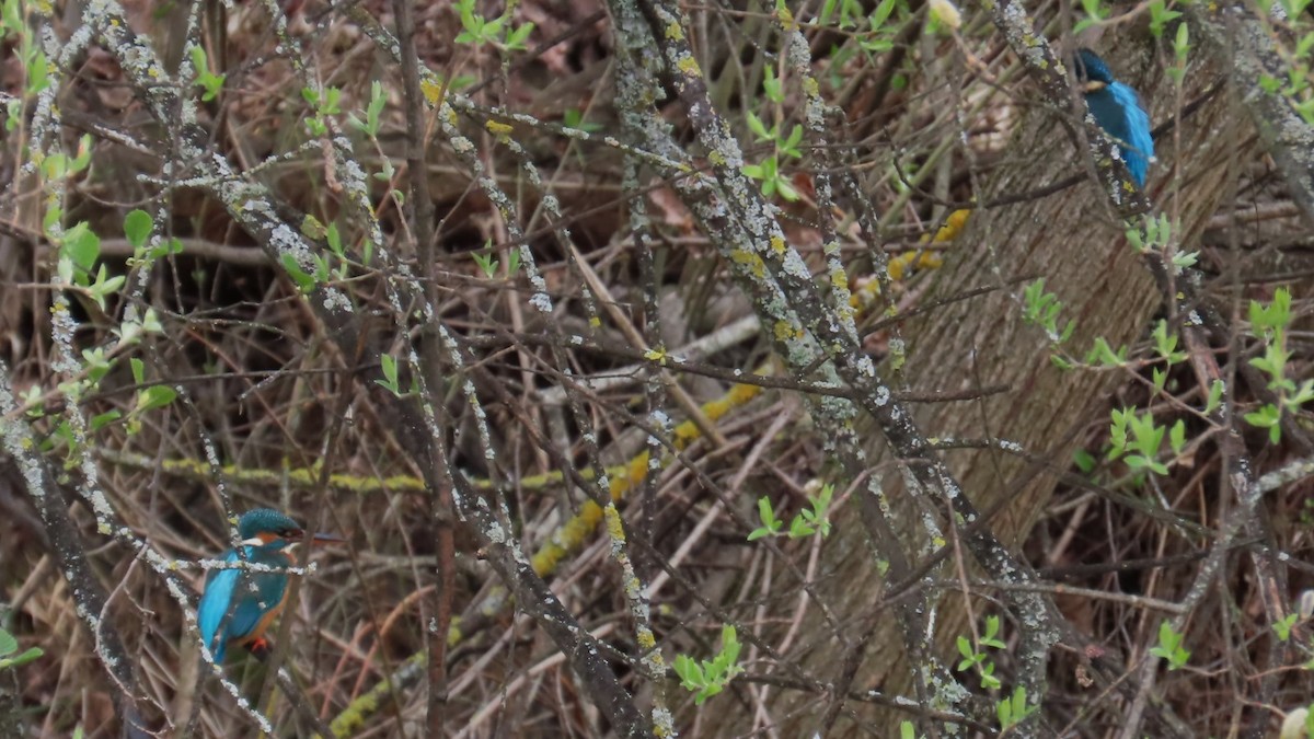Common Kingfisher - ML616542745