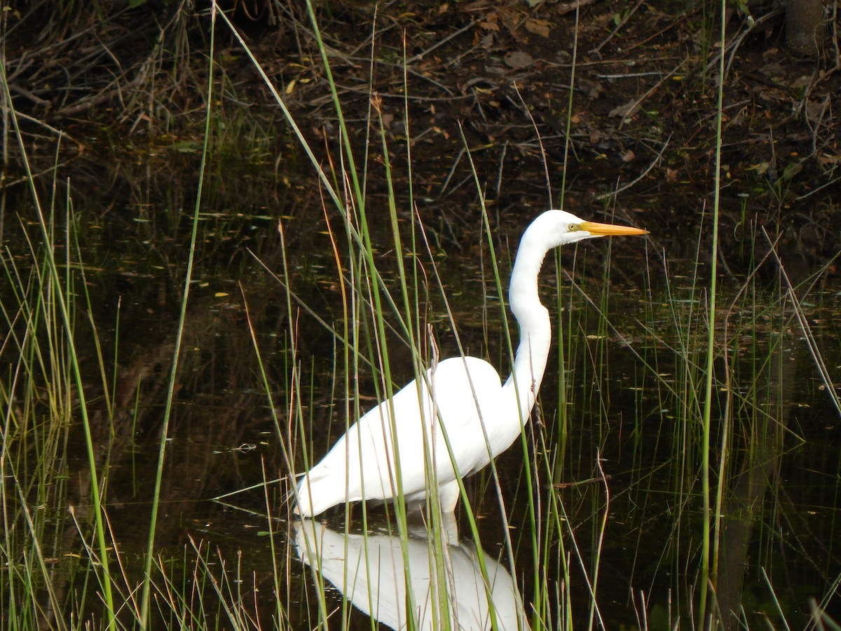 Great Egret - Tiziano Luka