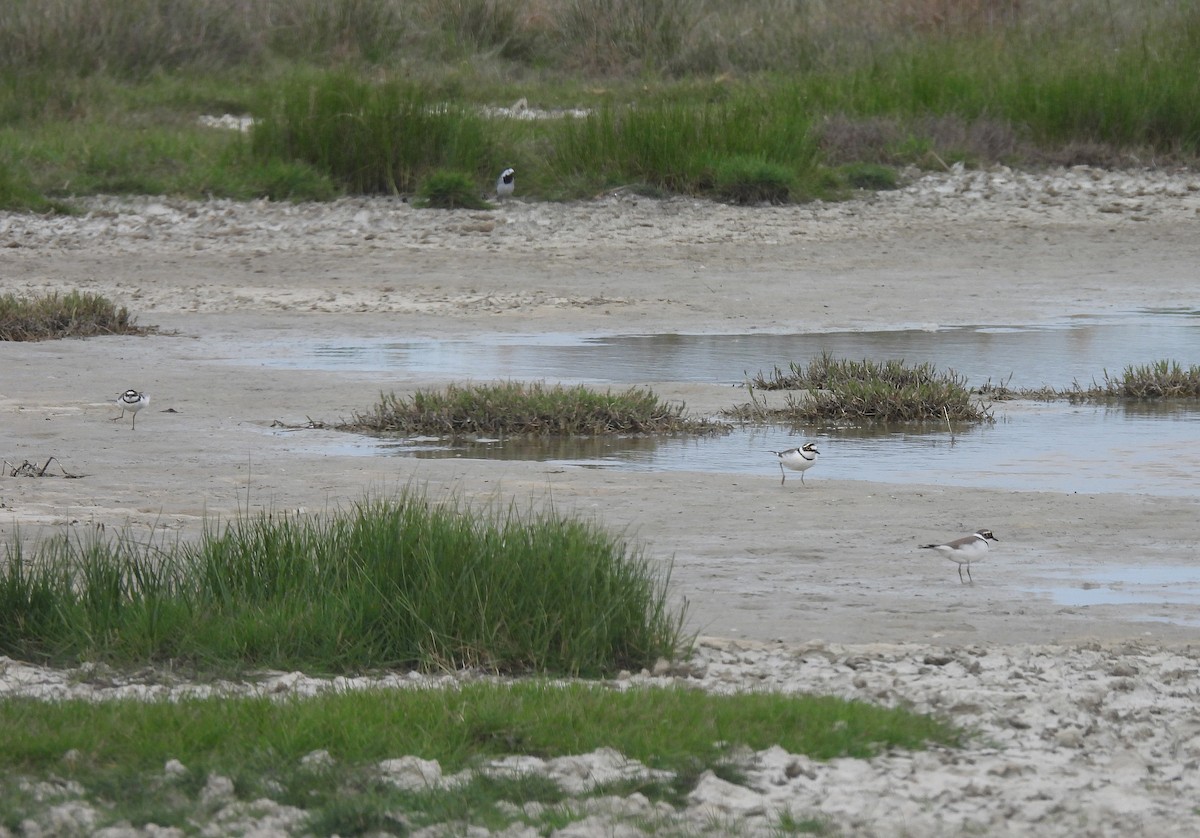 Little Ringed Plover - Miguel Martín Diego