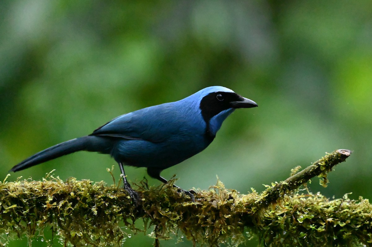 Turquoise Jay - Dan O'Brien