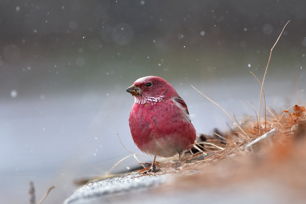 Pallas's Rosefinch - Koji  Tagi