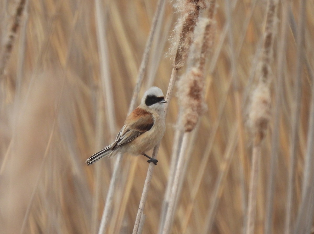 Eurasian Penduline-Tit - Miguel Martín Diego