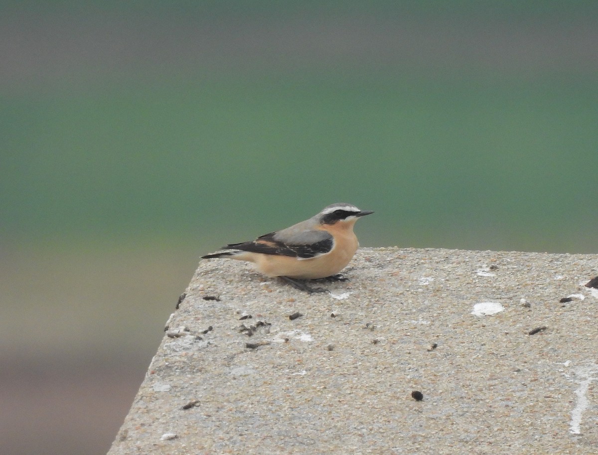 Northern Wheatear (Greenland) - Miguel Martín Diego