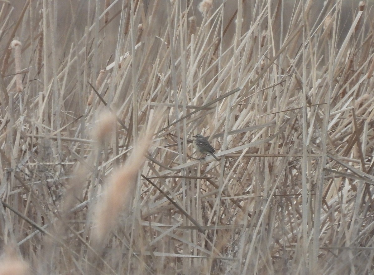 Water Pipit - Miguel Martín Diego