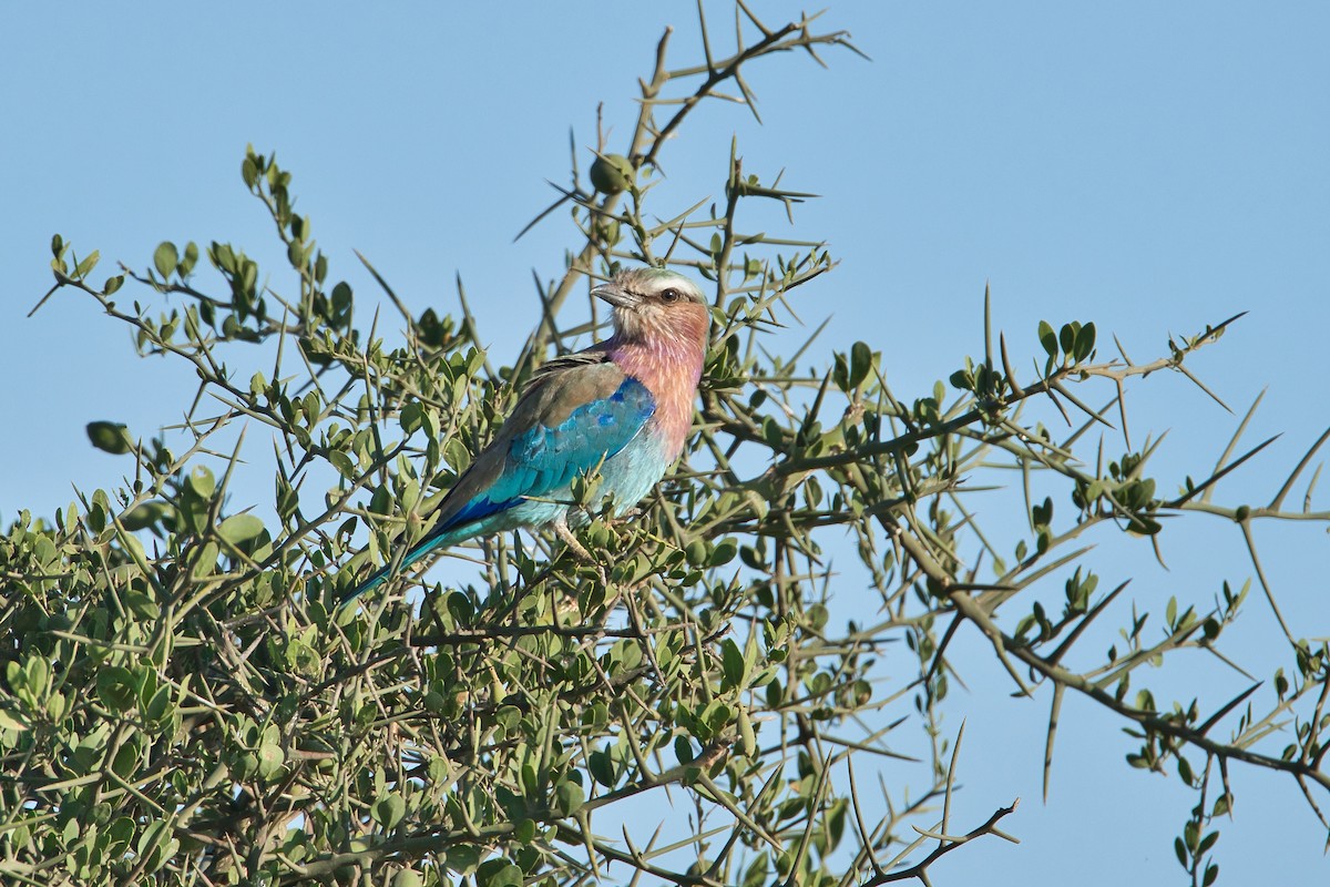 Lilac-breasted Roller - ML616542833