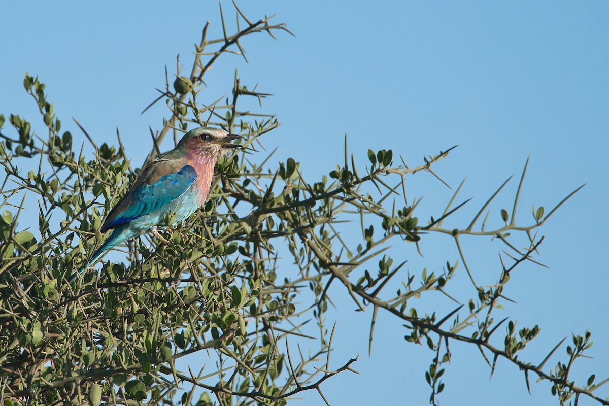 Lilac-breasted Roller - ML616542836