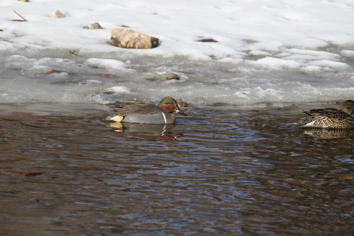 Green-winged Teal - ML616542838