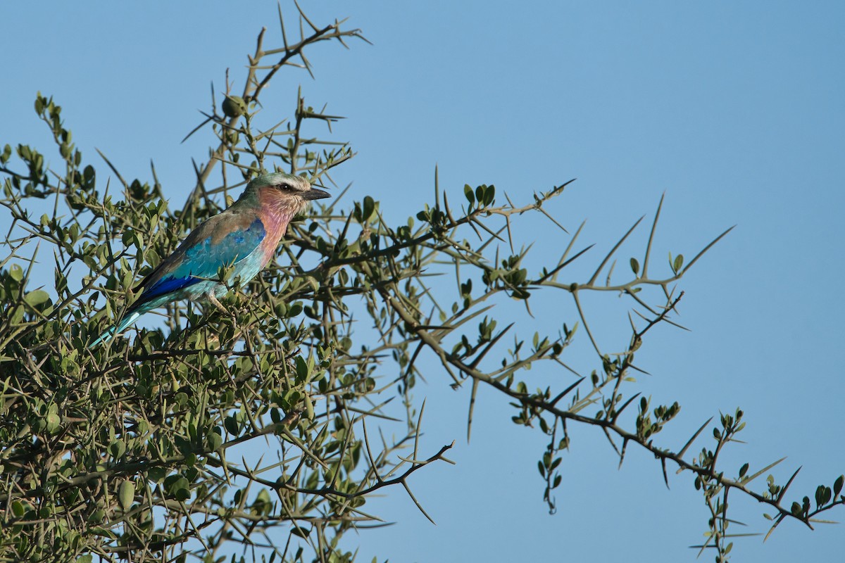 Lilac-breasted Roller - ML616542839