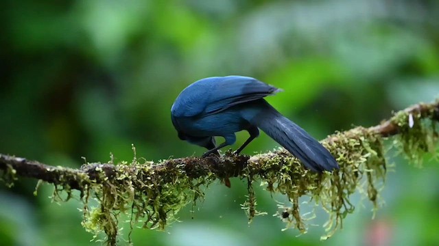 Turquoise Jay - ML616542842