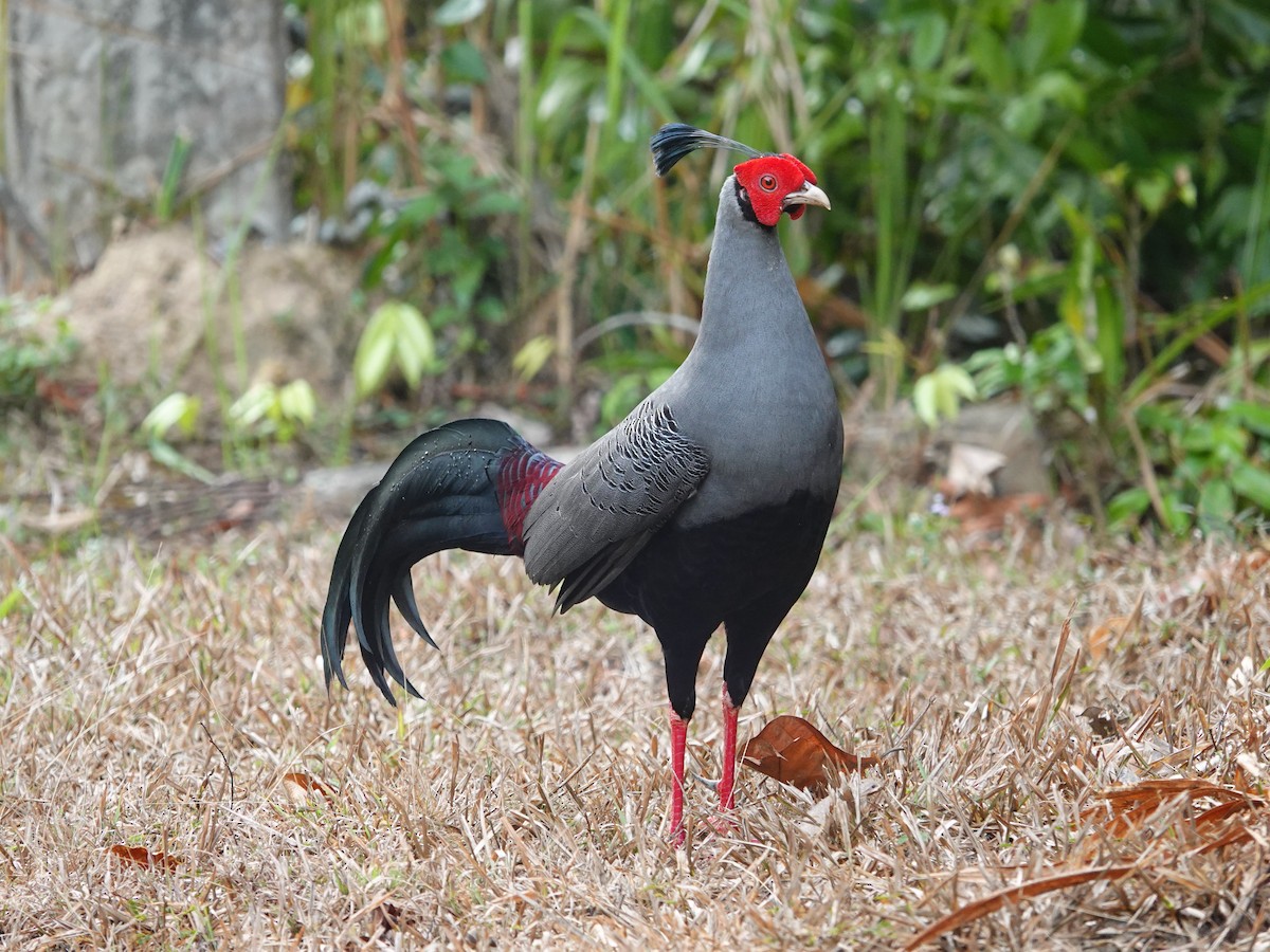 Siamese Fireback - Whitney Mortimer