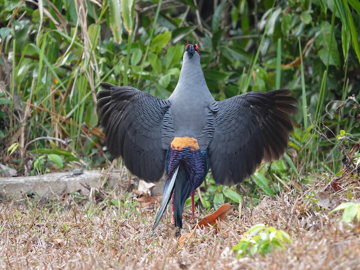 Siamese Fireback - ML616542861