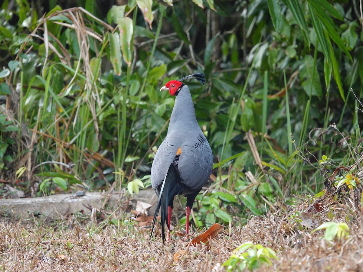 Siamese Fireback - Whitney Mortimer