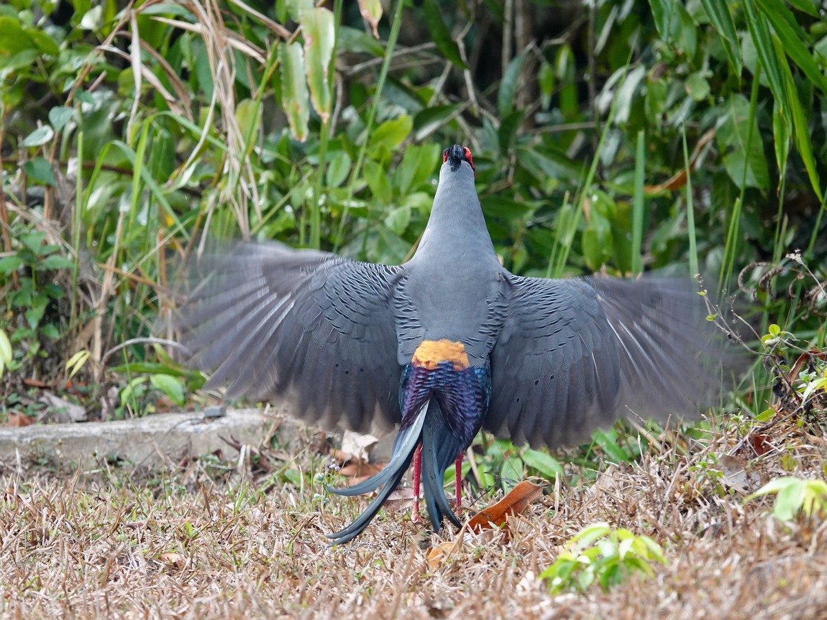 Siamese Fireback - Whitney Mortimer