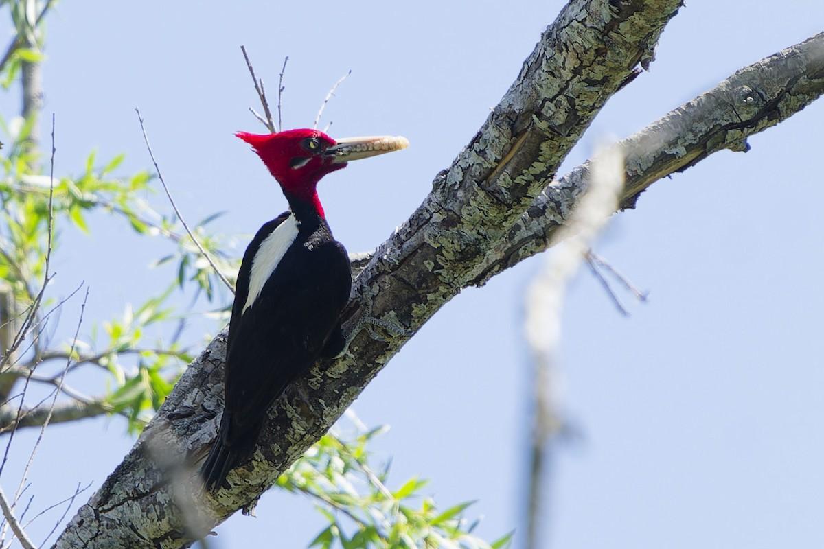 Cream-backed Woodpecker - Gustavo Acerenza