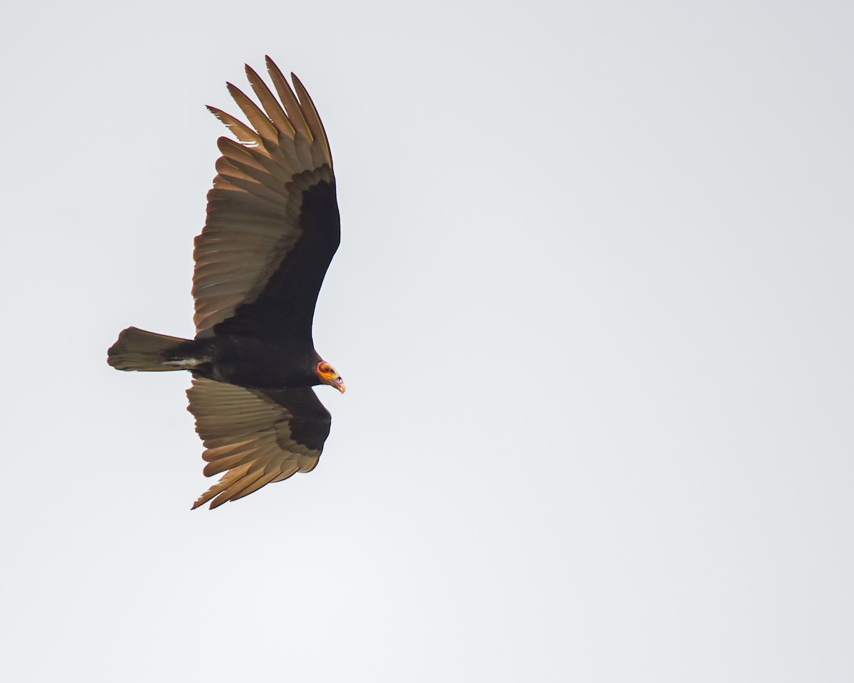 Lesser Yellow-headed Vulture - FIDEL LÓPEZ GUZMÁN