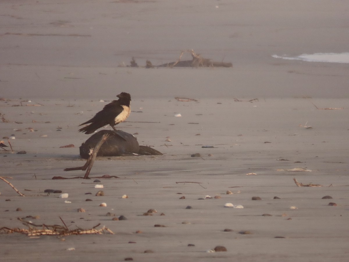 Pied Crow - ML616542920
