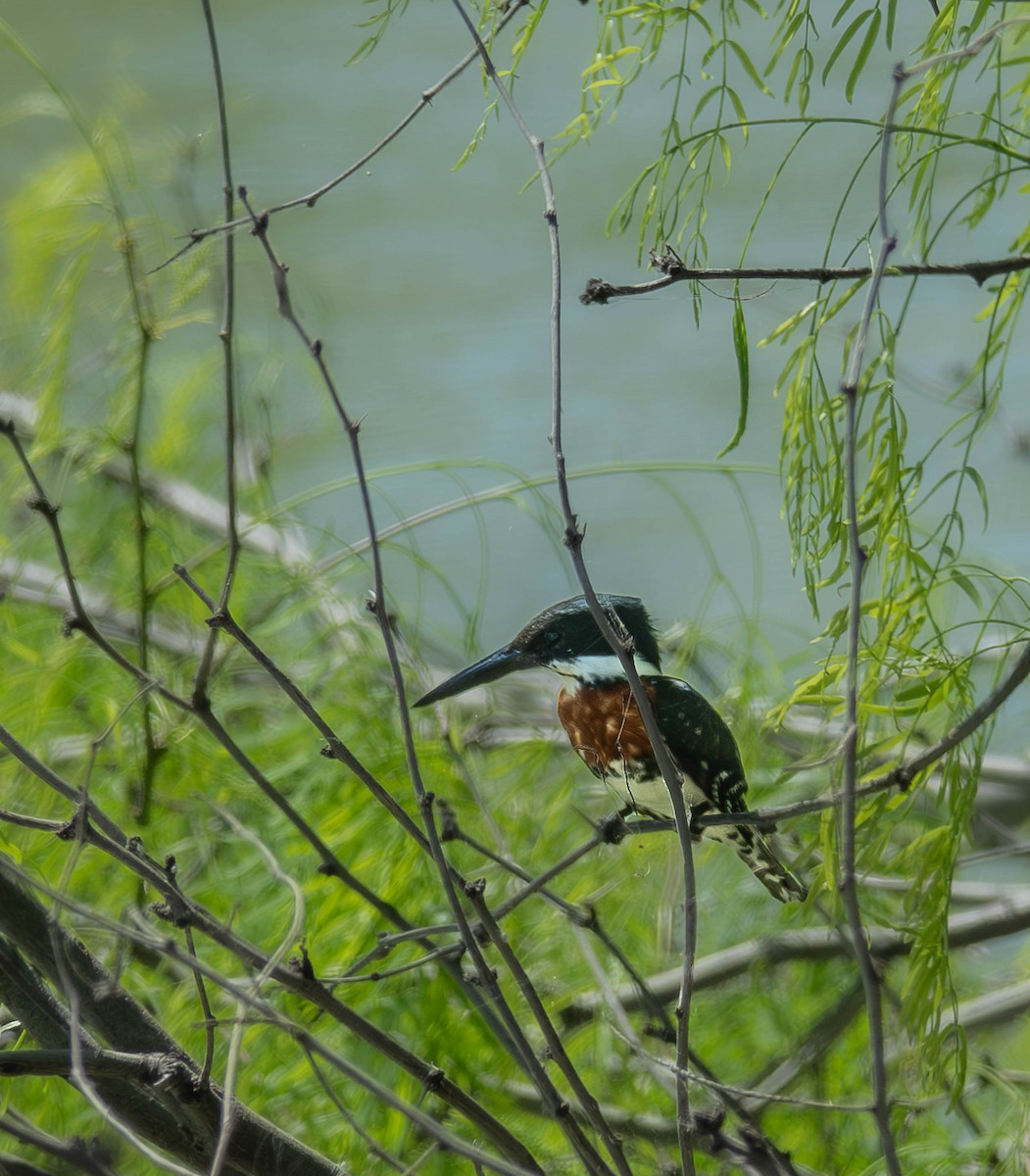 Green Kingfisher - ada bar