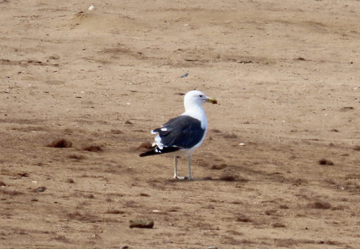 Kelp Gull - ML616543001