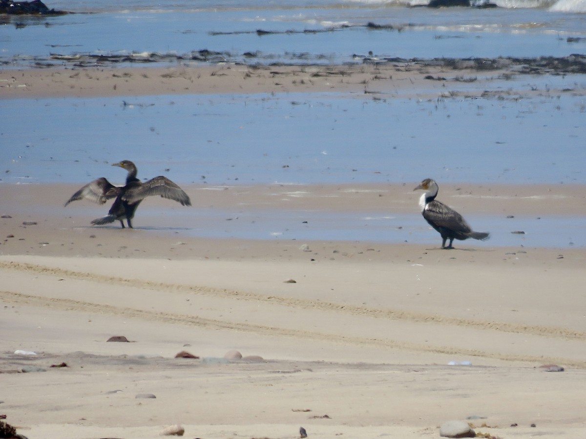 Great Cormorant - ML616543043