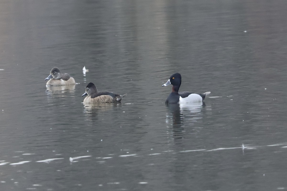 Ring-necked Duck - ML616543048